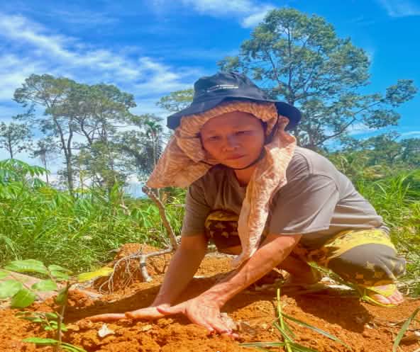 A woman crouching on the ground, planting a seedling