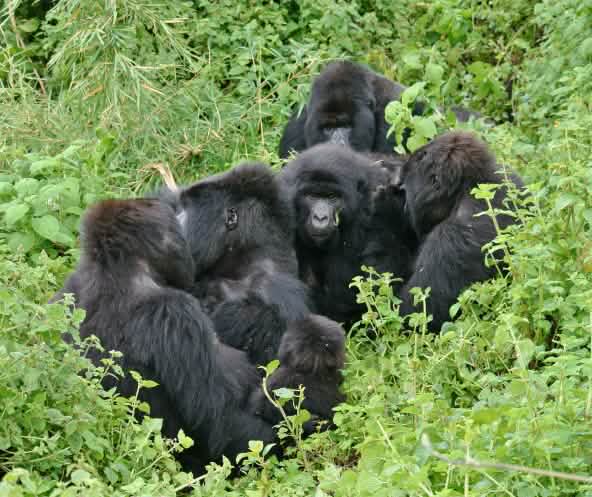 Gorillas in Virunga National Park, November 2021