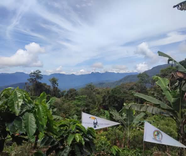 Hutan Hujan (Rainforest Rescue) and the Tigers of Pining work together to save the Leuser ecosystem.