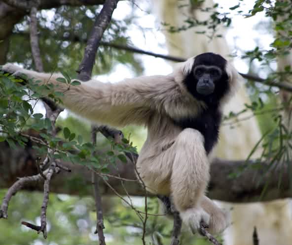 Pileated gibbon (hylobates pileatus)