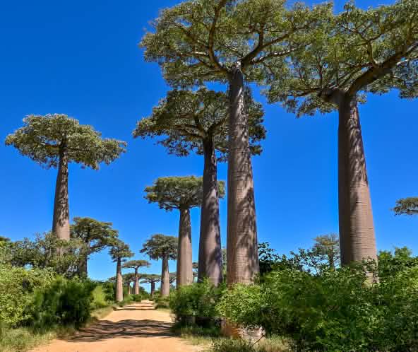 Avenue of baobab trees in Madagascar