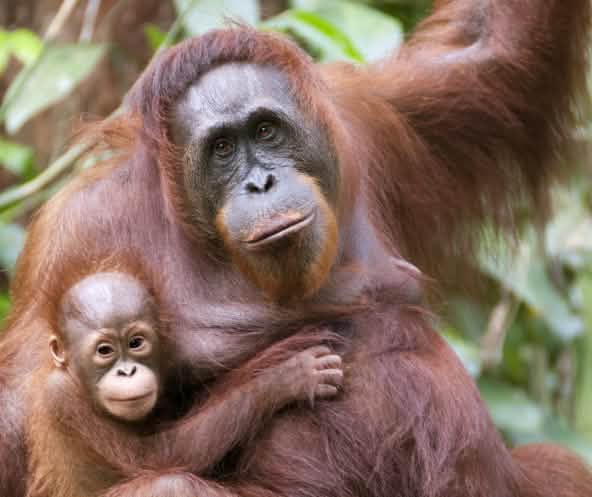 Orangutan mother and infant