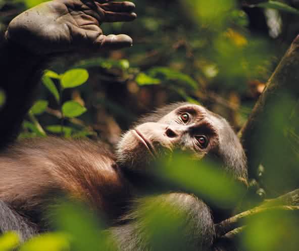 Kuba, a chimpanzee