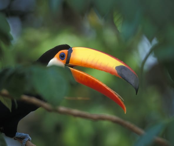 A giant toucan sitting on a branch in the rainforest