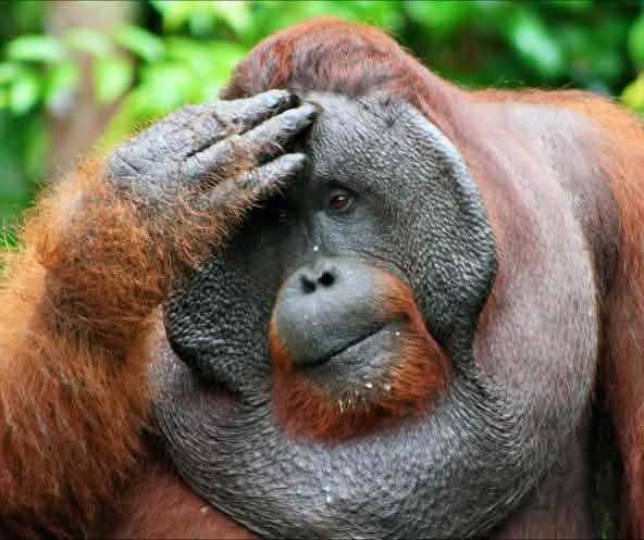 Male orangutan facepalming