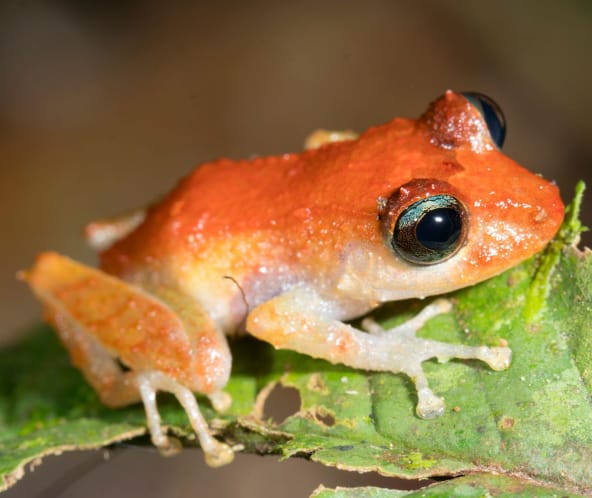Pristimantis frog
