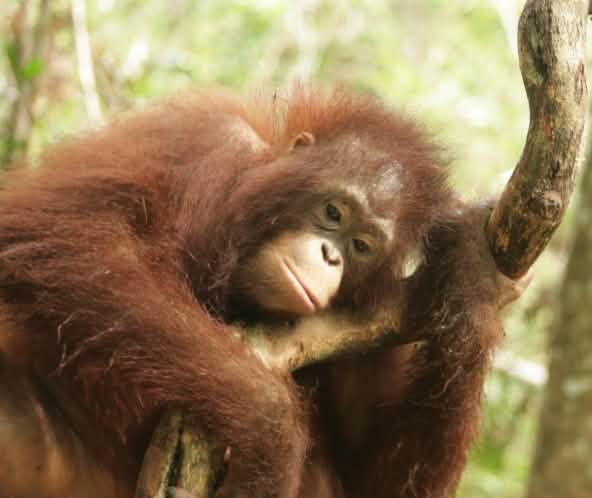 Orangutan in Central Kalimantan, Borneo