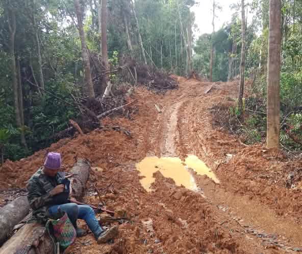 The timber company Junan Wood has allegedly been illegally logging trees in the Dayak forest.