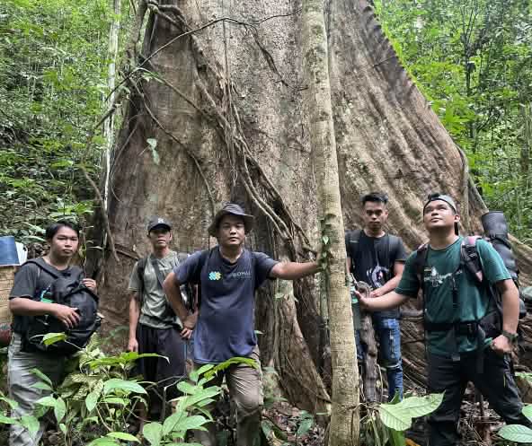 Men at the foot of a huge tree
