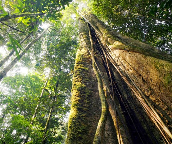 Climate and the rainforest - Rainforest Rescue