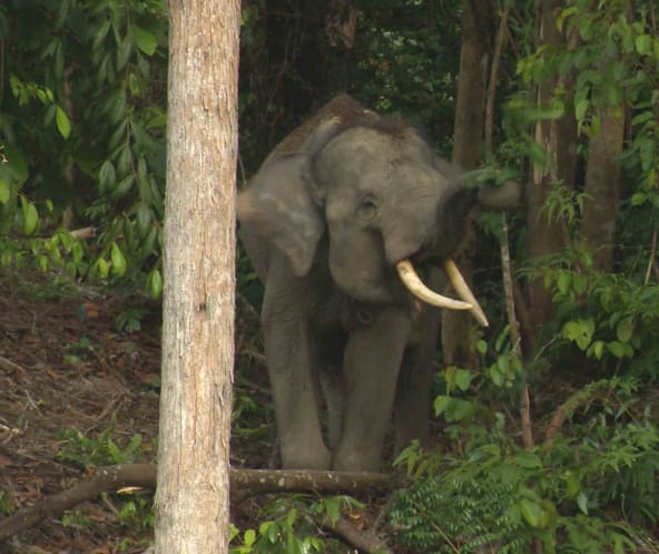 Sumatran forest elephant