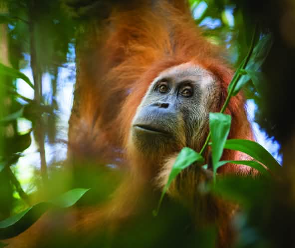 Tapanuli orangutan