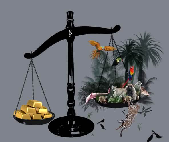 Gold and the rainforest hanging in the balance