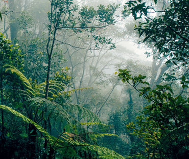 Rainforest on Borneo