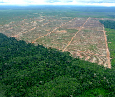 Aerial view of a clearing for oil palms in Peru