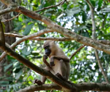 Primate on a tree