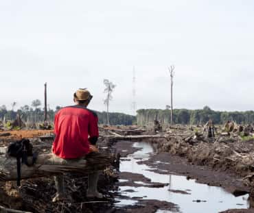 Destruction of the rainforest