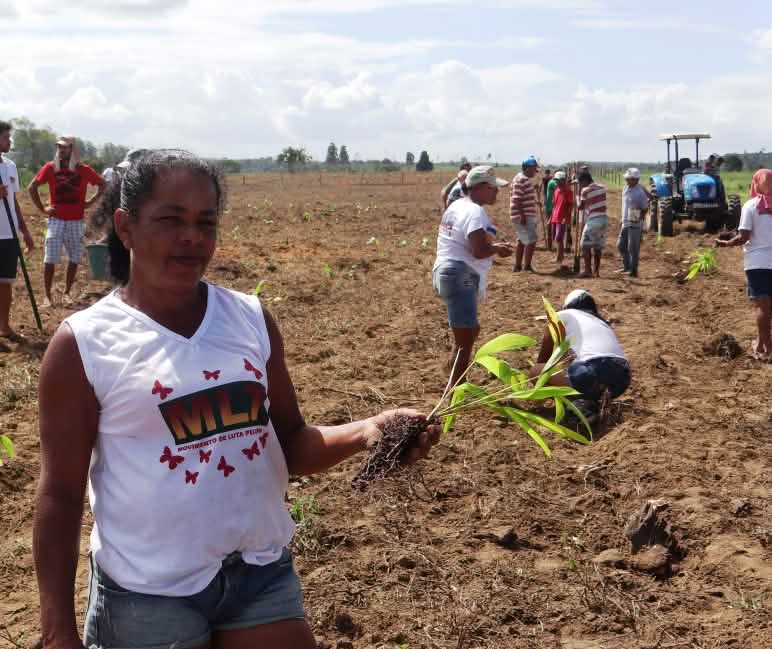 A woman is holding a palm seedling in her hand; in the background, about 15 people are planting seedlings in an open space