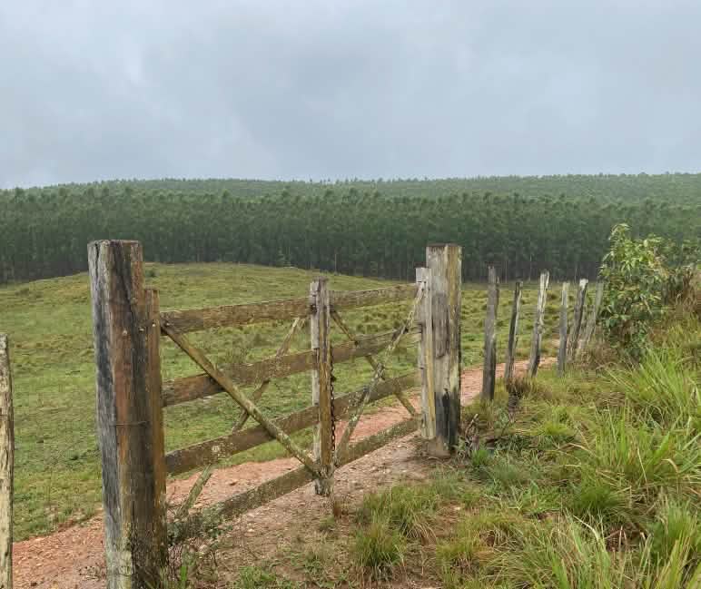 A closed wooden gate in front of a pasture, with a eucalyptus plantation in the background