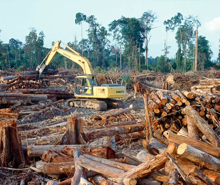 Tree grapple on cleared land