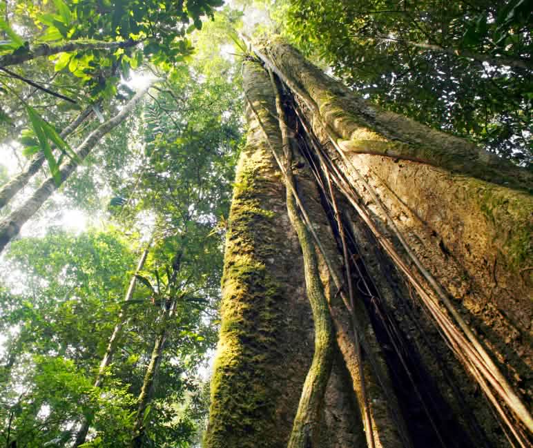 Amazon rainforest