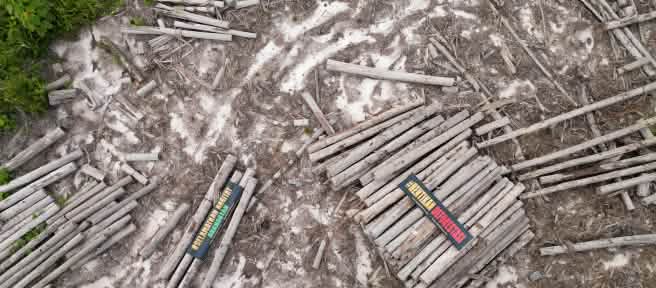Aerial view of felled tree trunks with banners: “Stop deforestation” and “Save orangutan habitat”