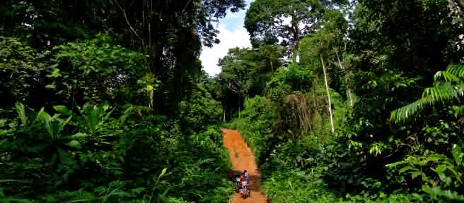 A jungle track through the rainforest in Cross River National Park