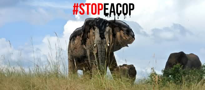 Montage: an elephant coated in crude oil - StopEACOP
