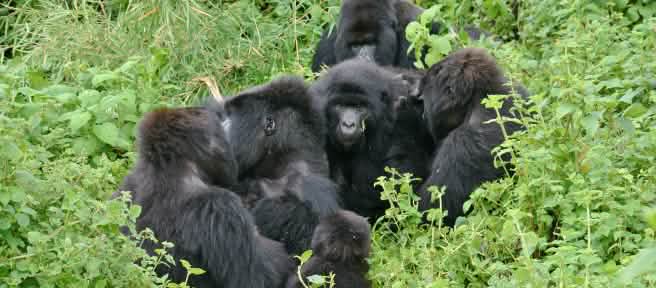 Gorillas in Virunga National Park, November 2021