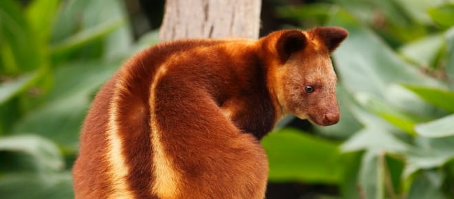 Tree kangaroo in Papua