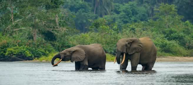 Forest elephants in water
