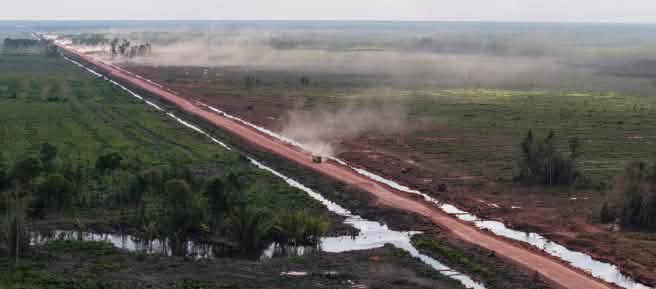 A red track through former rainforest
