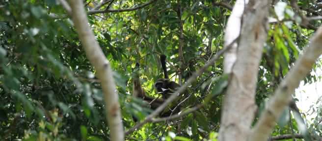 Gibbon hidden in a tree
