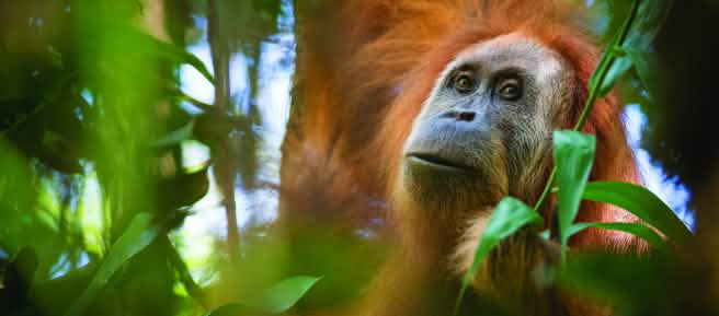 Tapanuli orangutan