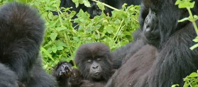 Gorillas in Virunga National Park