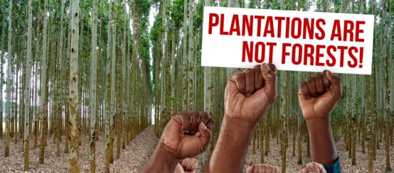 People around the world are fighting back against ecologically worthless tree plantations. (© Collage LanaStock/istockphoto.com + Rettet den Regenwald / Mathias Rittgerott) Montage: Day Against Tree Monocultures