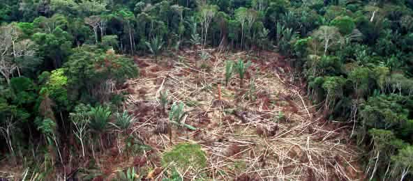 Deforestation in Brazilian Amazon