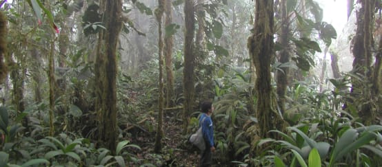 A person among the trunks overgrown with mosses and epiphytes in a misty mountain rainforest