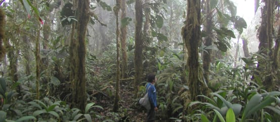 Mountain rainforest in the middle of the copper mining concession near Junin in Intag (© RdR/ Klaus Schenck) A person among the trunks overgrown with mosses and epiphytes in a misty mountain rainforest