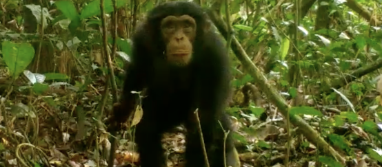 Chimpanzee in Grebo-Krahn National Park, Liberia