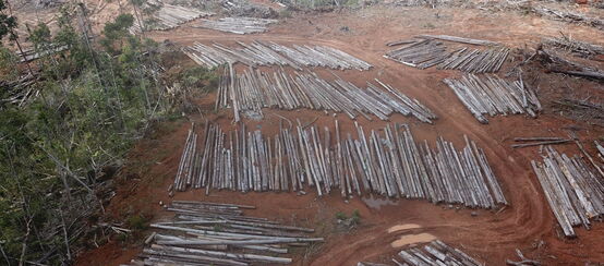 Deforestation for PT Digoel Agri oil palm plantation in Papua