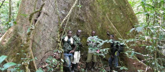Ancient forest giants can be found in Liberia's Sapo National Park (© Rettet den Regenwald / Mathias Rittgerott) Wild Chimpanzee Foundation (WCF) staff and Eco-Guards posing in front of an ancient tree in Sapo National Park, Liberia