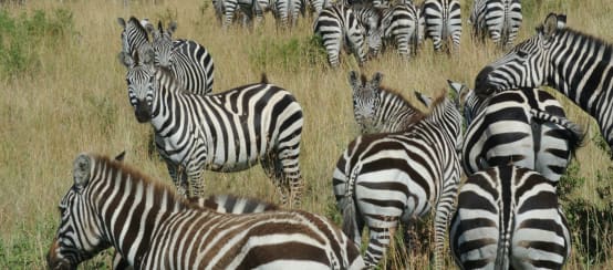 Zebras in the savanna