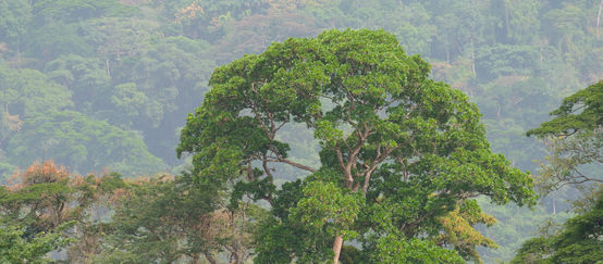 Afi Mountain rainforest (© Mathias Rittgerott) Rainforest in Nigeria