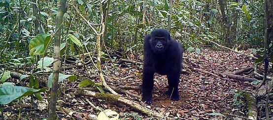 Gorilla in Ebo Forest, Cameroon