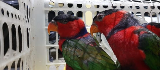 Two black-capped lories in a cage