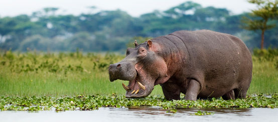 Hippo in Lake Naivasha