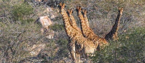 © Pixabay / frei Giraffes