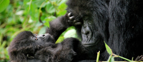 A gorilla mother and her infant