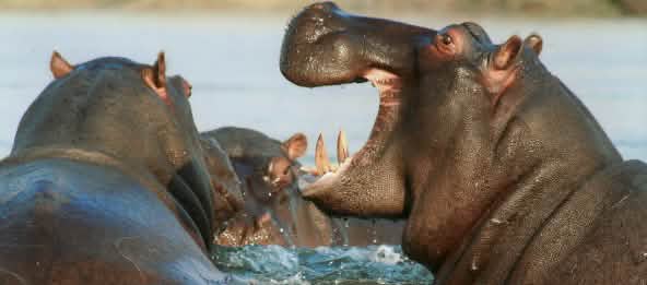 The waters of the Okavango delta would be endangered by the oil project. (© frei) Hippos